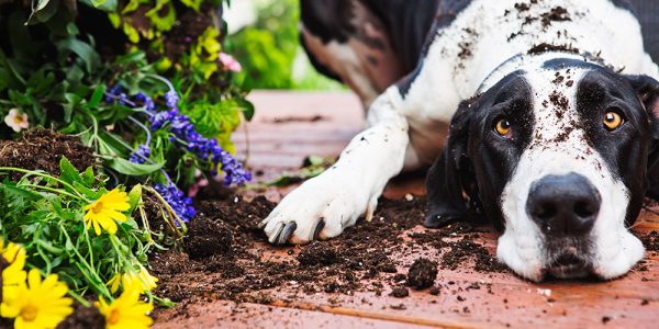 Great Dane knocking over planter on deck